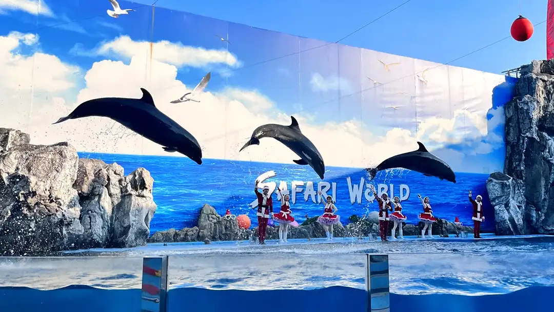 Dolphins jumping above the pool in the Safari World performance arena
