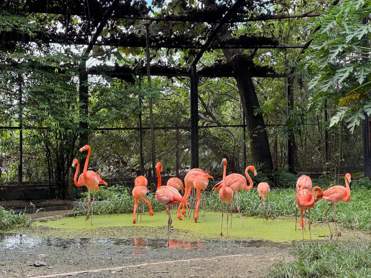 Flamingos in a green bird habitat at Safari World Bangkok