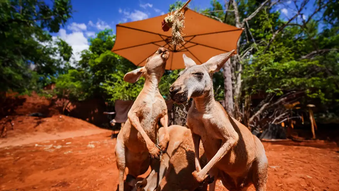Kangaroos resting under a sun umbrella at Safari World Bangkok