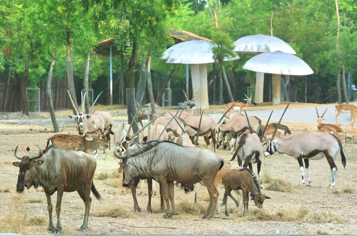 A herd of hoofed animals in the open landscapes of Safari Park